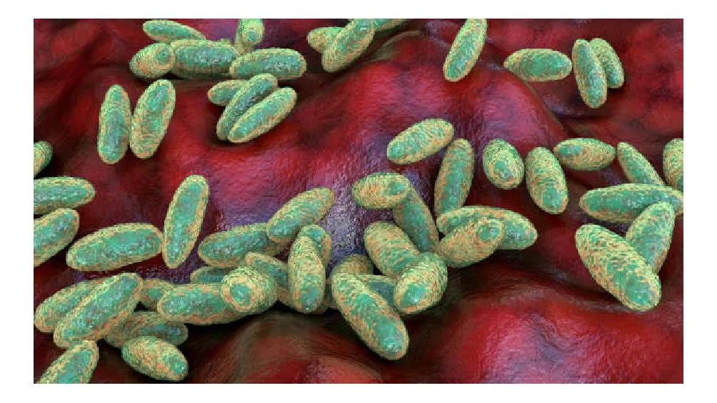 La enfermedad está causada por la bacteria Yersinia pestis | iStock