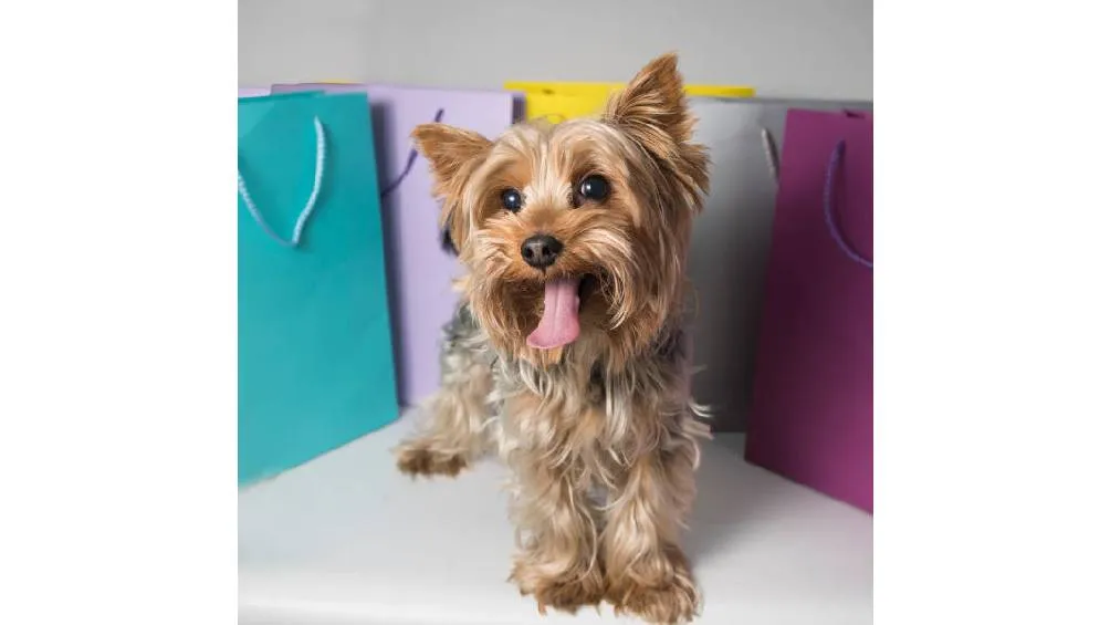 La sucursal ofrece un concepto completo pensado para el bienestar pet | iStock