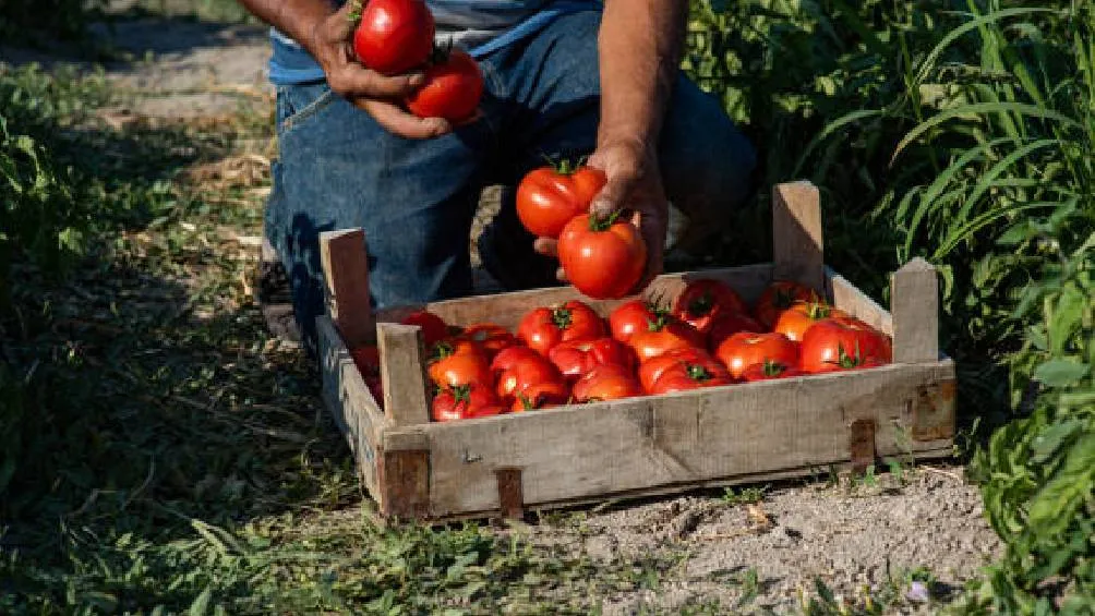 El jitomate es uno de los productos agrícolas más exportados por México, con envíos que superan los 3,300 millones de dólares anuales./ Pixabay