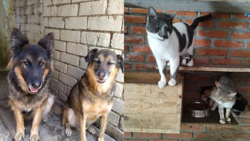 También denunciaron actos de intimidación por parte de elementos de la policía capitalina / Facebook: Albergue Pergatuzo