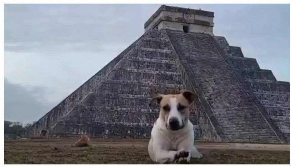La líder del grupo es Cachimba, una perrita de 12 años. / RS