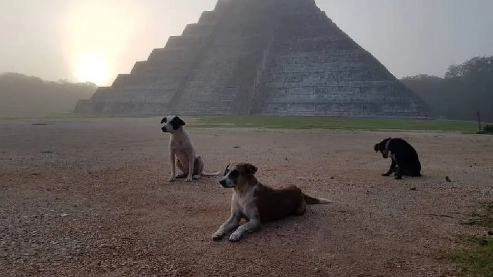 Los perros recorren templos, explanadas y estructuras arqueológicas como parte de su rutina. / RS