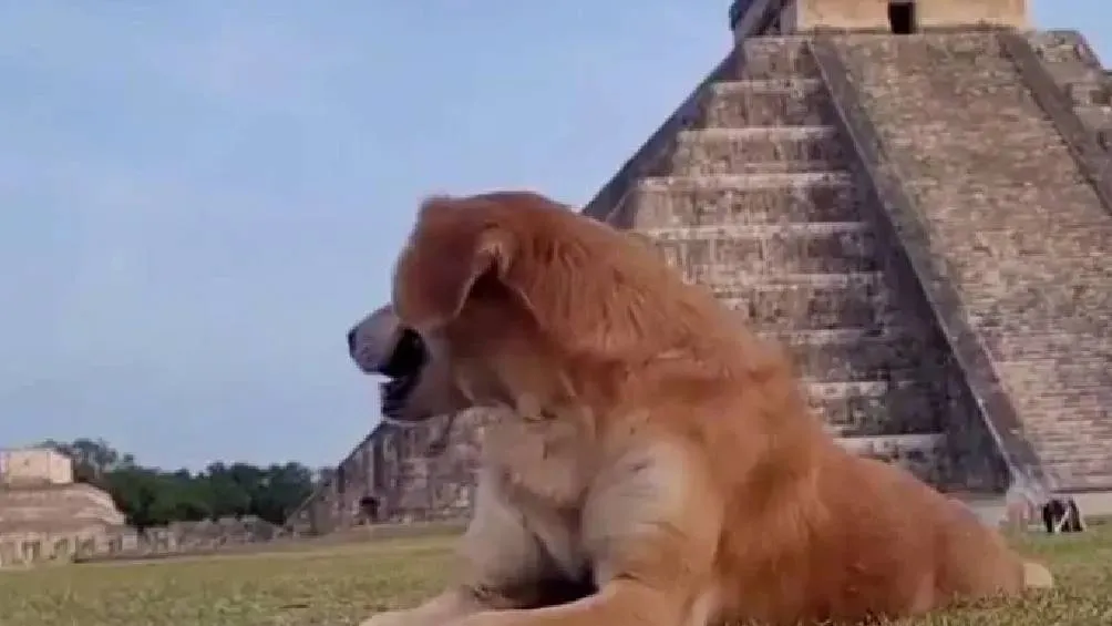 La iniciativa surgió luego de que, tras la pandemia, varios perros comenzaron a aparecer en el sitio en condiciones de abandono./ RS