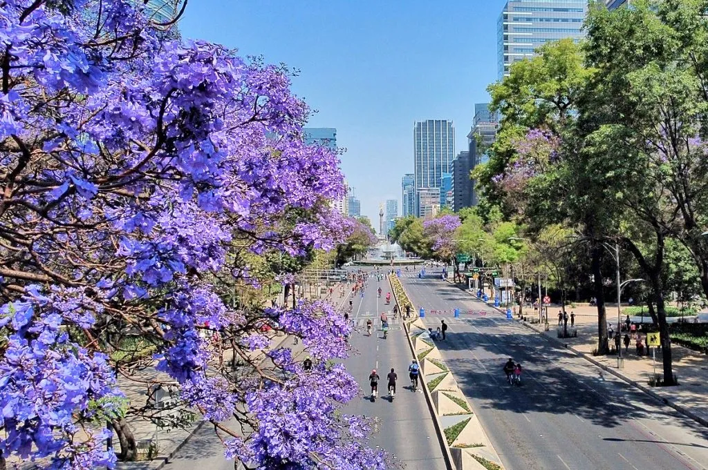 Jacarandas en la Ciudad de México / Reforma