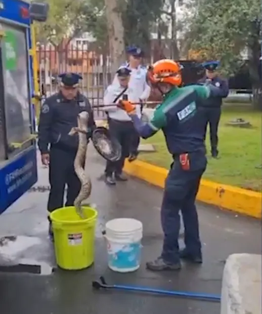 El tamaño de la serpiente impactó a los elementos de seguridad / Redes Sociales