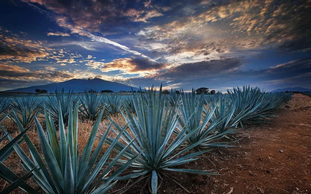 El municipio de Tequila busca recaudar más fondos para 2025 / Redes Sociales