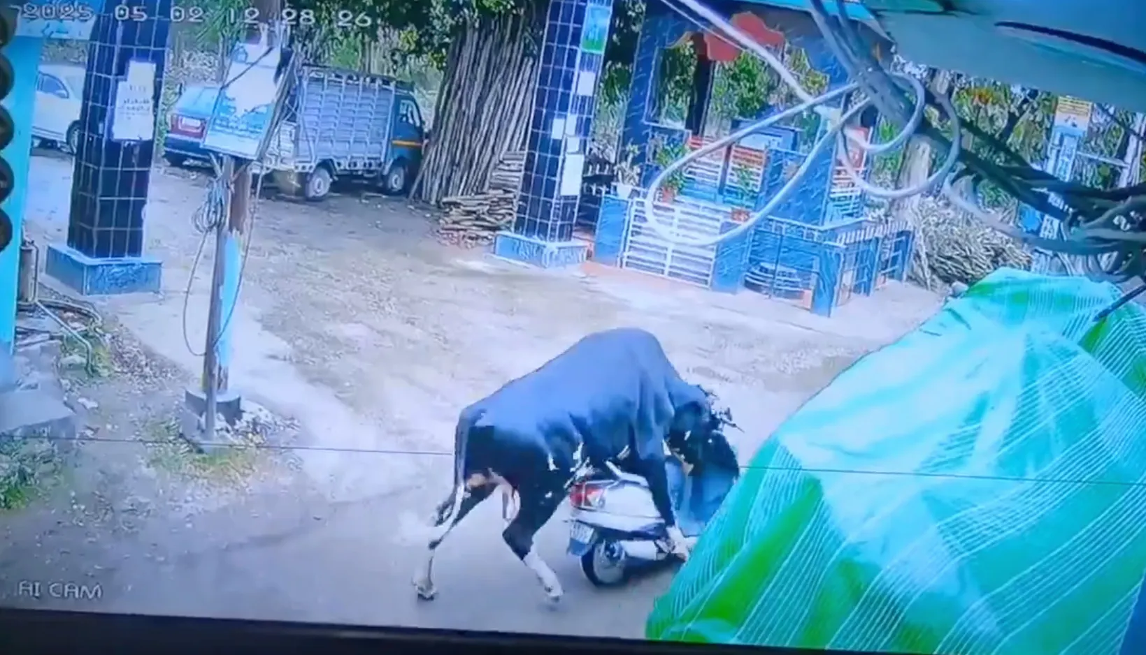 El toro salió corriendo con la motoneta entre los cuernos / Redes Sociales