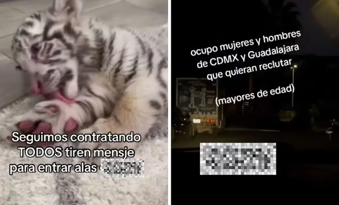 Miembros del CJNG reclutaban a personas con ofertas laborales engañosas en TikTok / Reds Sociales