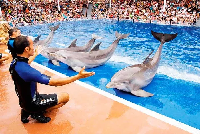 Espectáculos de delfines serán prohibidos en México / Redes Sociales