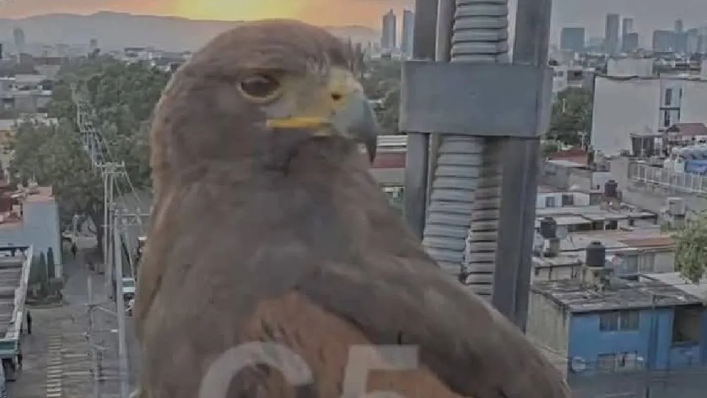 A través de plataformas digitales, el video del águila se viralizó rápidamente/Redes Sociales