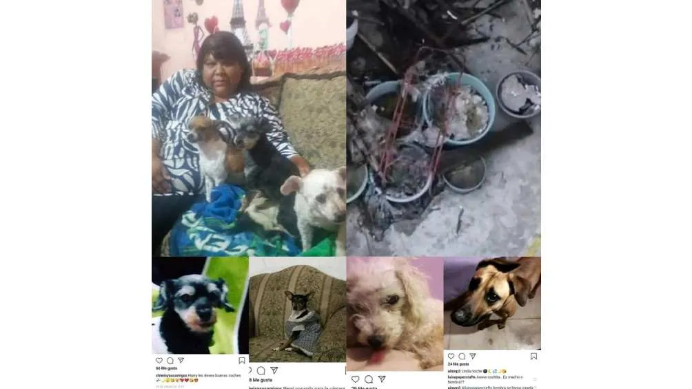 Internautas aseguran que AimeP3 coloca los cuerpos de su mascotas en botes con cemento/X