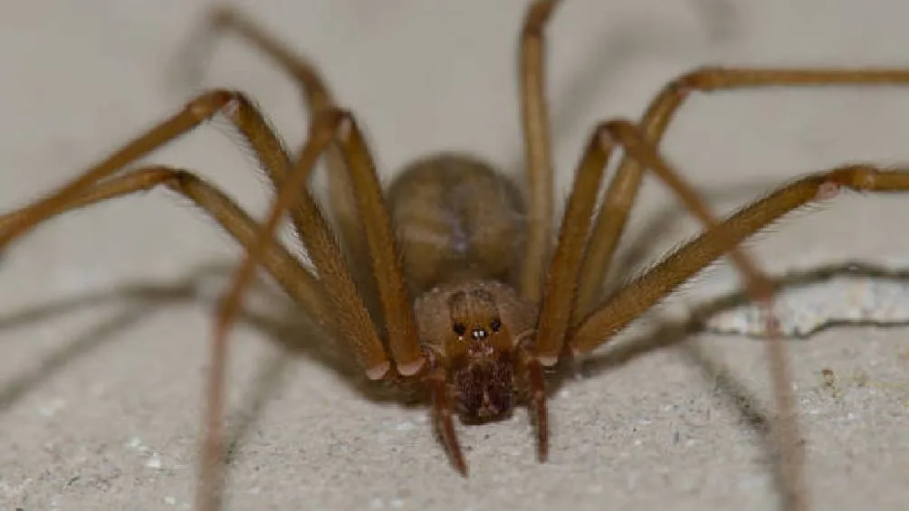 La mujer de 30 años sufrió cuatro paros cardiorrespiratorios antes de morir/iStock