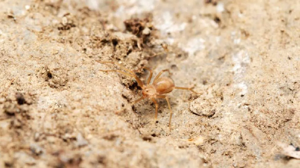 Los efectos que causa la picadura de la araña violinista en el cuerpo humano podría ser fatal/iStock