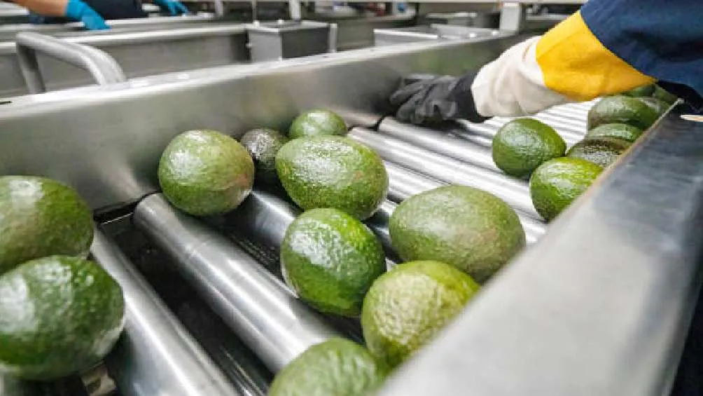 El aguacate destaca entre los alimentos que envía México a la Unión Americana/Pixabay