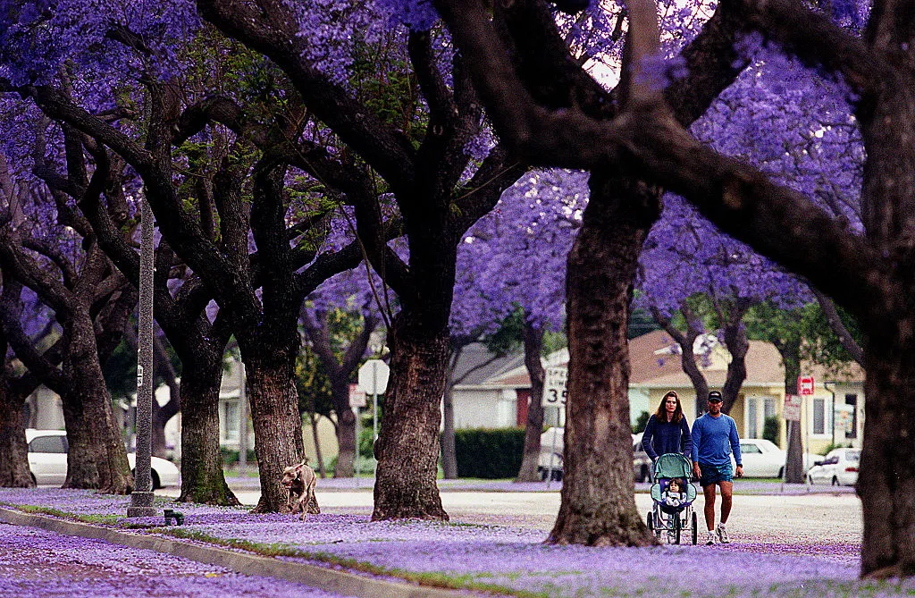 Jacarandas llegan antes con la primavera / Milenio