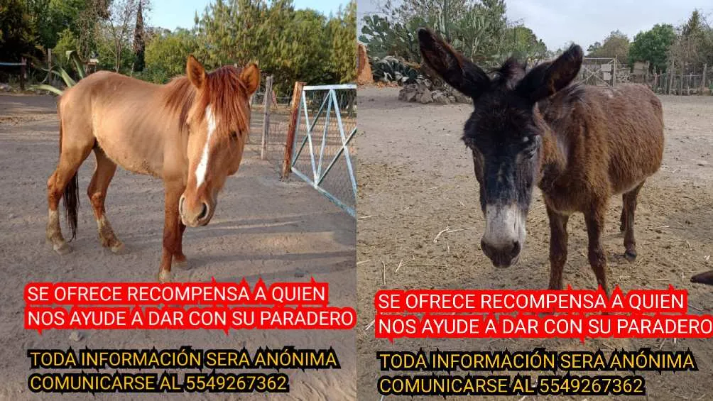 Se teme que los animales hayan sido torturados/Burrolandia