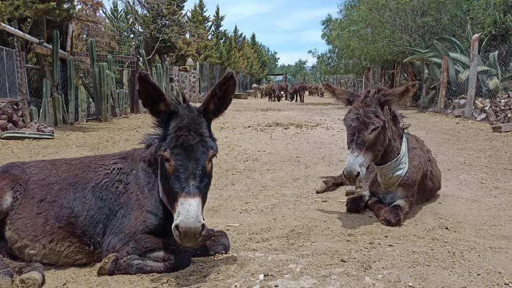 El santuario 'Burrolandia' se ubica en Otumba, Estado de México/Burrolandia
