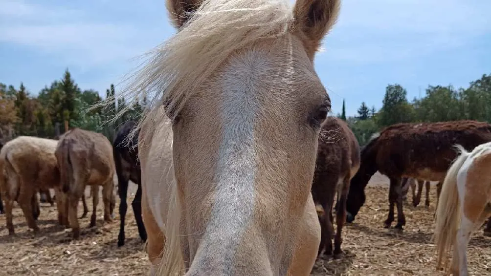 Hasta antes del robo en el lugar había 98 burros y cuatro caballos/Burrolandia