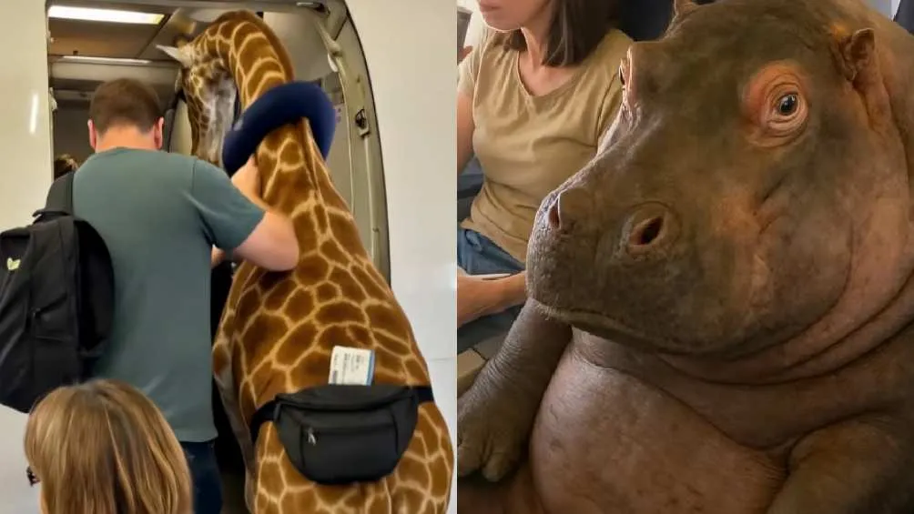 La cuenta de IG @Infinite_Unreality acostumbra a hacer videos con IA, poniendo a animales en situaciones imposibles/X