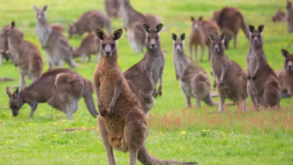 Los canguros no suelen tener un comportamiento como se ve en el video/Pixabay