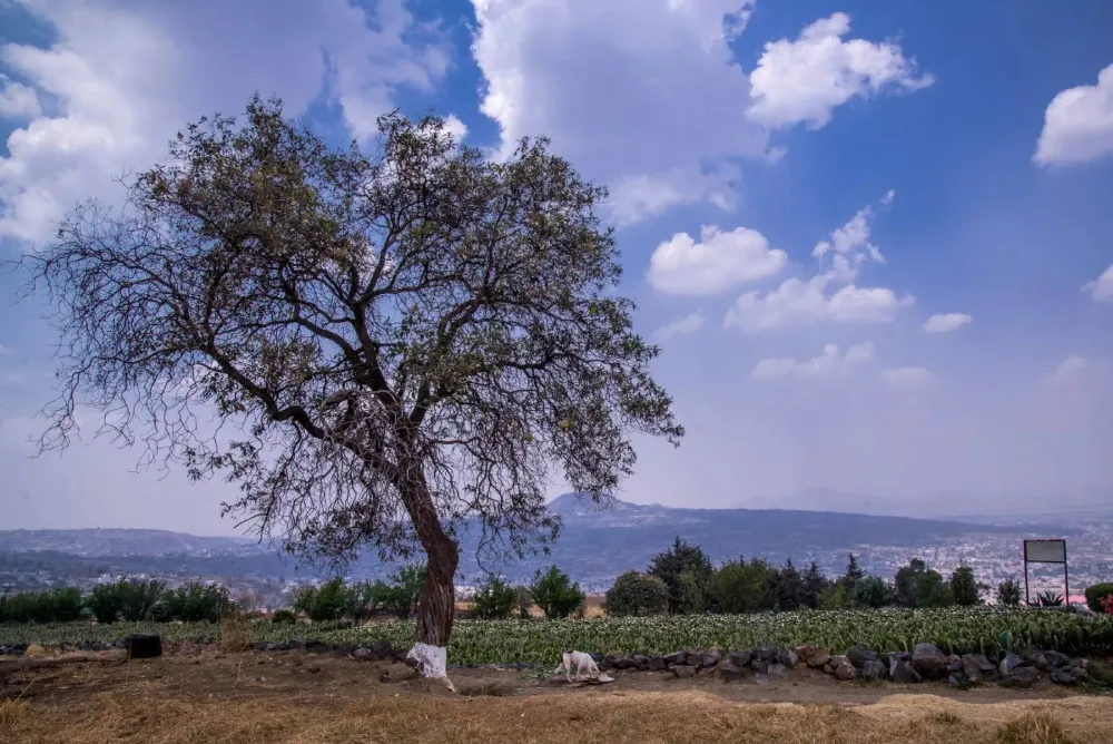 Cabañueklas para este 2025