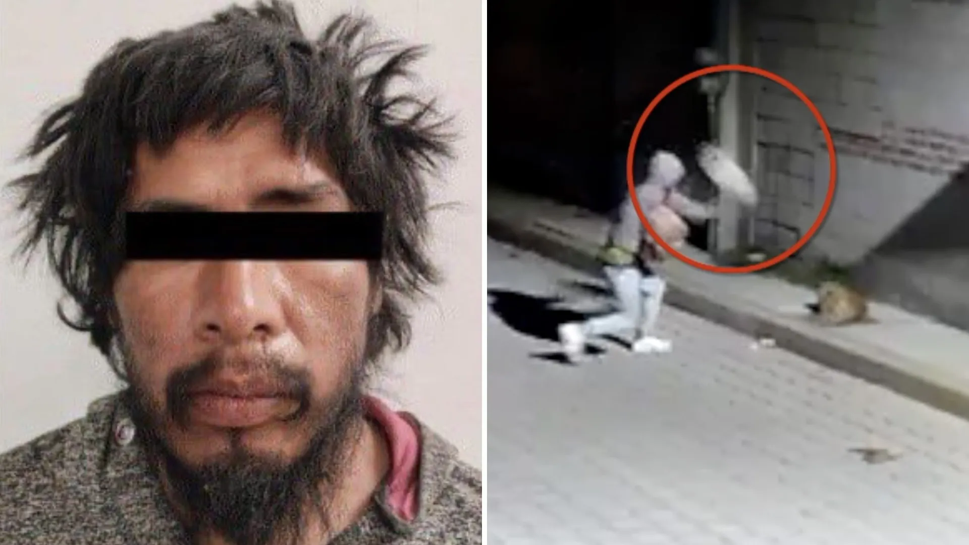 &quot;Huesitos&quot; es el perrito que fue atacado por un hombre mientras dormía en la calle en Puebla / N+