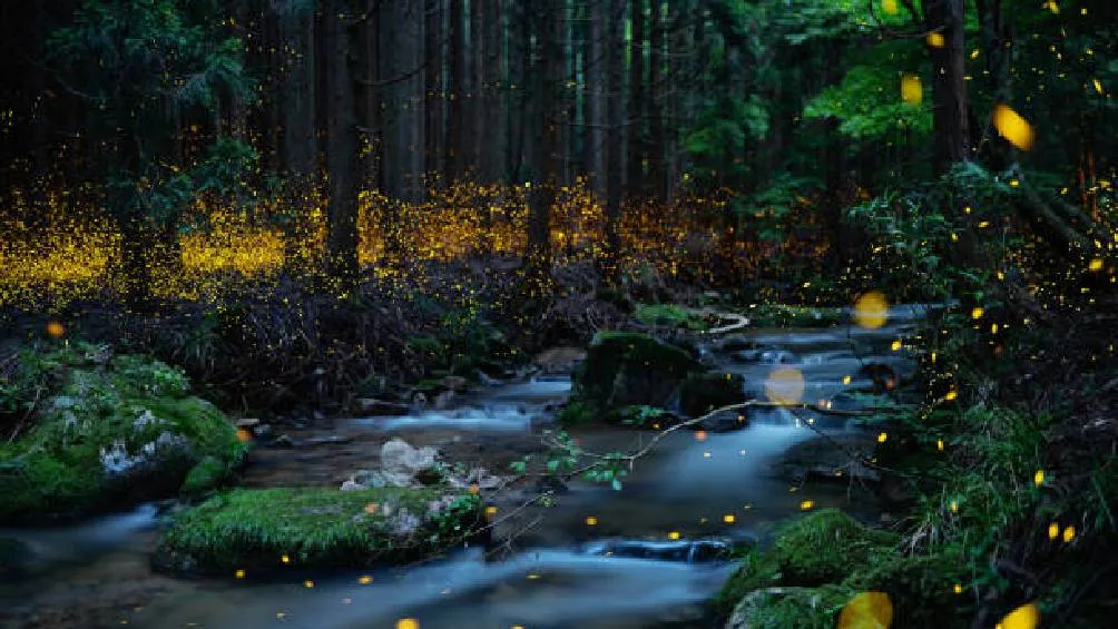 La UNAM invita al Festival de Luciérnagas totalmente gratis. / iStock