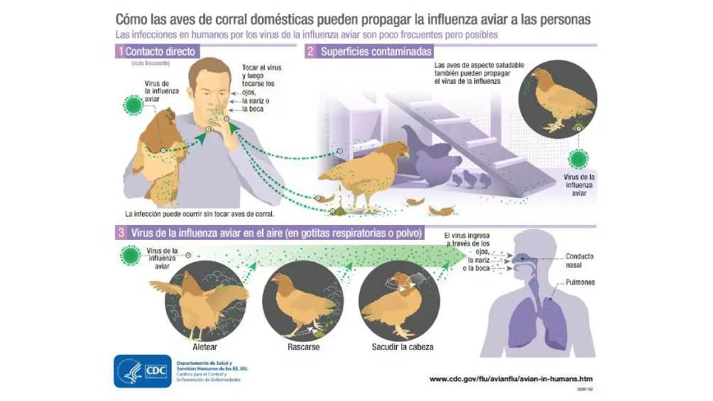 Así es como se da el contagio de gripe aviar en humanos/X