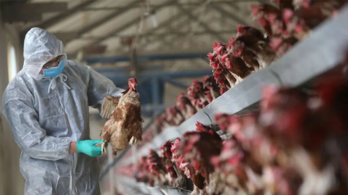 Estados Unidos ha registrado 67 casos confirmados de gripe aviar en humanos / Redes Sociales