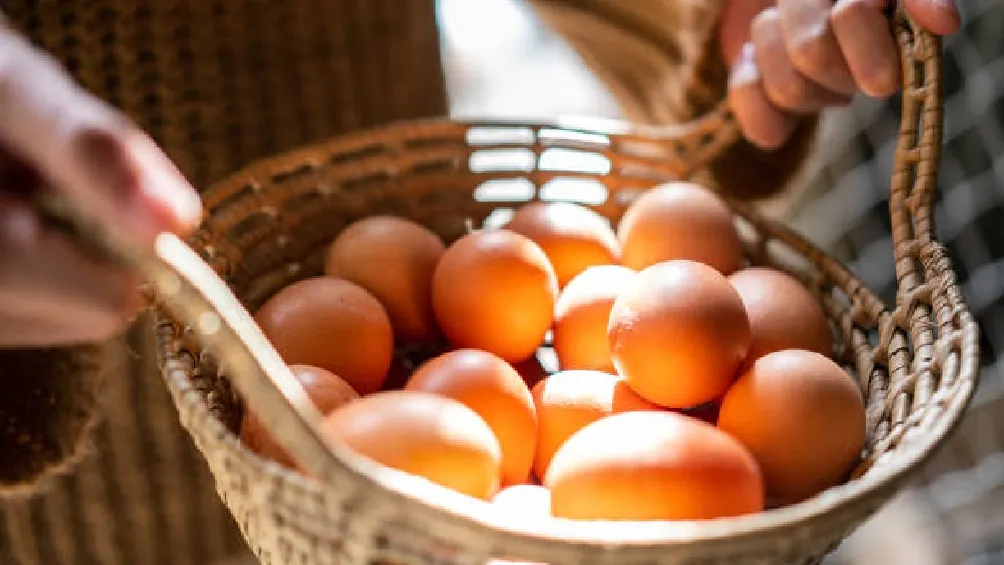 Sin duda alguna, todos nos hemos hecho la pregunta ¿Qué fue primero, el huevo y la gallina? en ocasiones como una simple broma y en otras como parte de una duda existencial/iStock