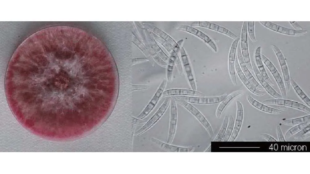 Este hongo es identificado como Fusarium graminearum/X