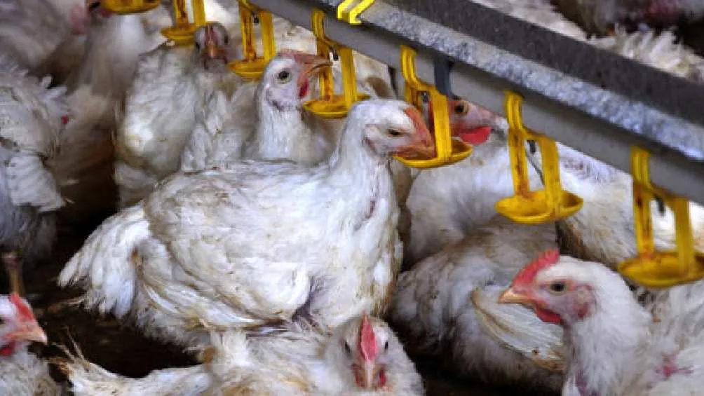 La gripe aviar es la causa por la que el precio del huevo se disparó/Pixabay