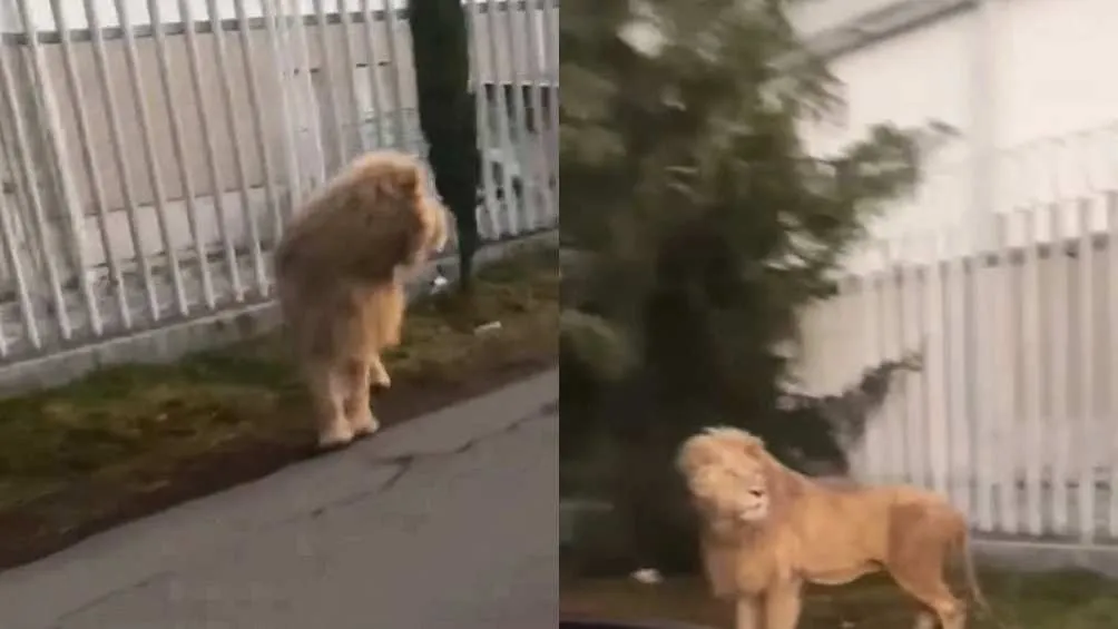 El animal salvaje no dio señales de ser agresivo/X