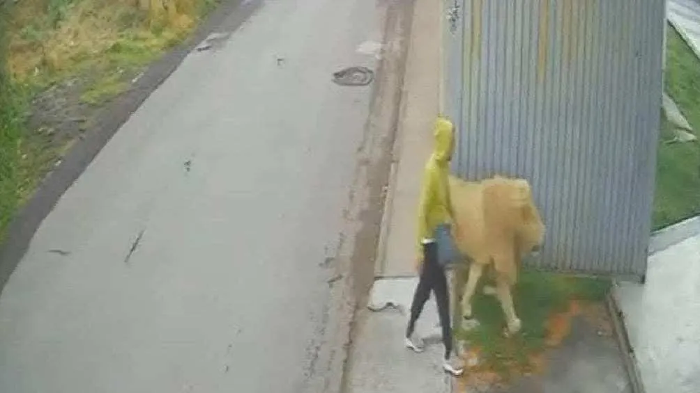 Un rescatista encontró al león para llevarlo de regreso a su refugio/X