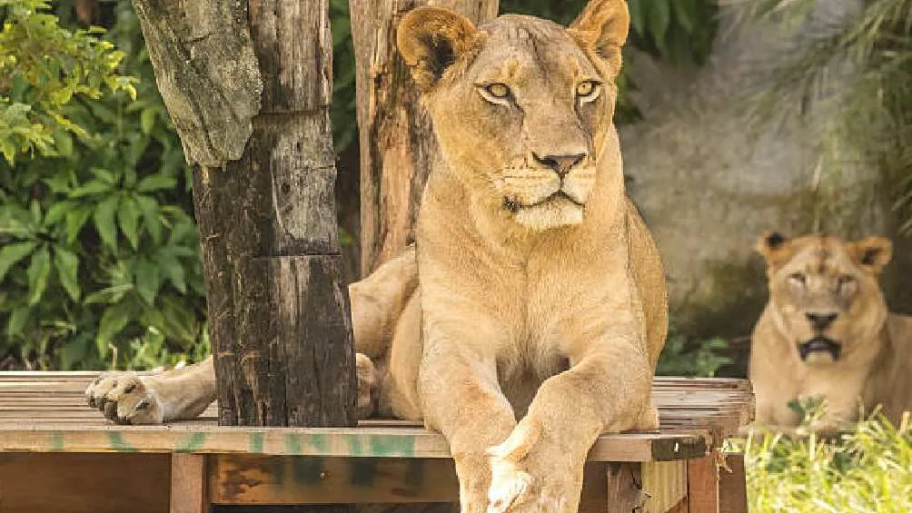 Este tipo de animales salvajes deben estar en lugares seguros/Pixabay