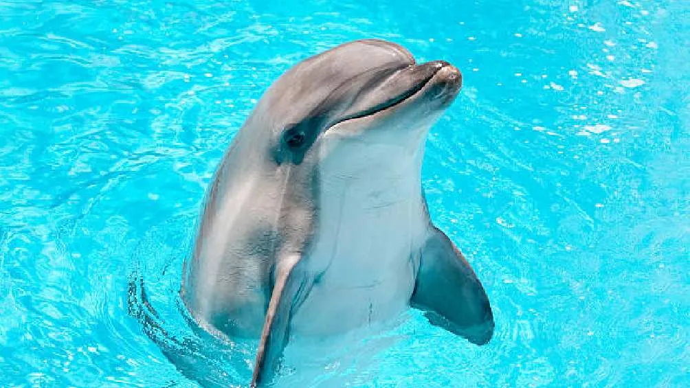 La categoría de mamíferos marinos no aplica para todos los animales que viven en el agua/Pixabay