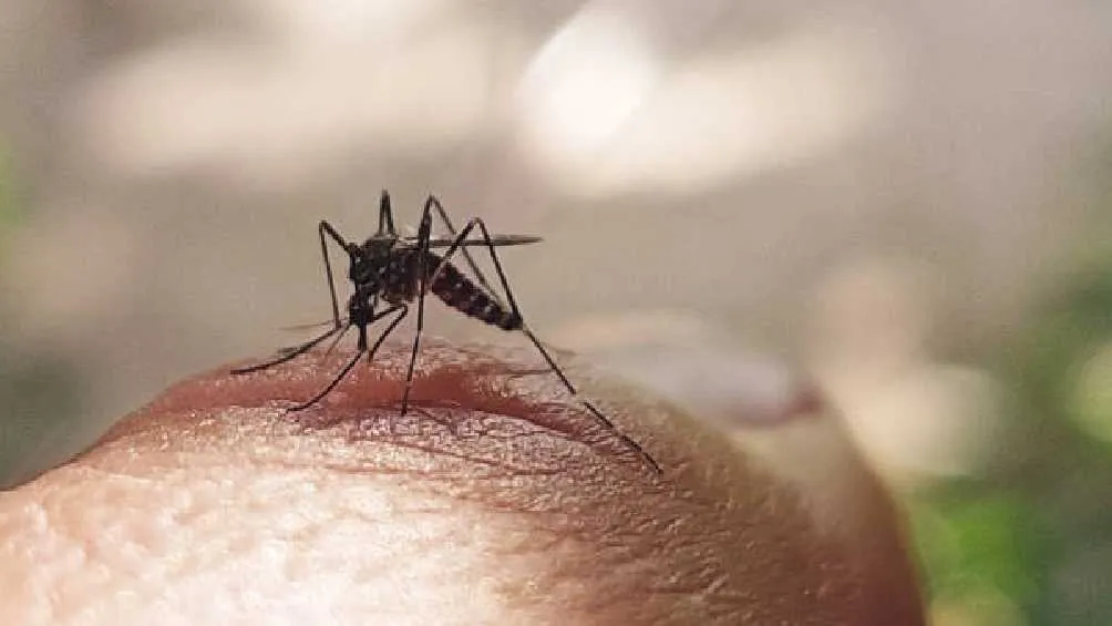 El dengue se contagia por la picadura de un mosquito. /Pixabay