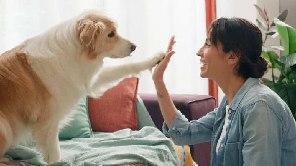 Las mascotas son parte de la familia de millones de mexicanos/Pixabay