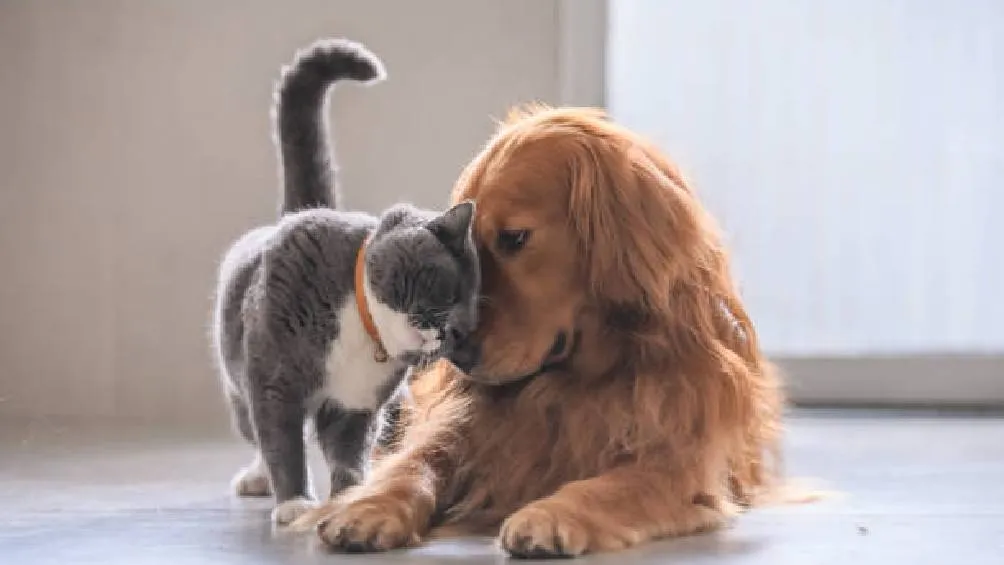 No solo los perros y gatos forman parte de esta lista. / iStock