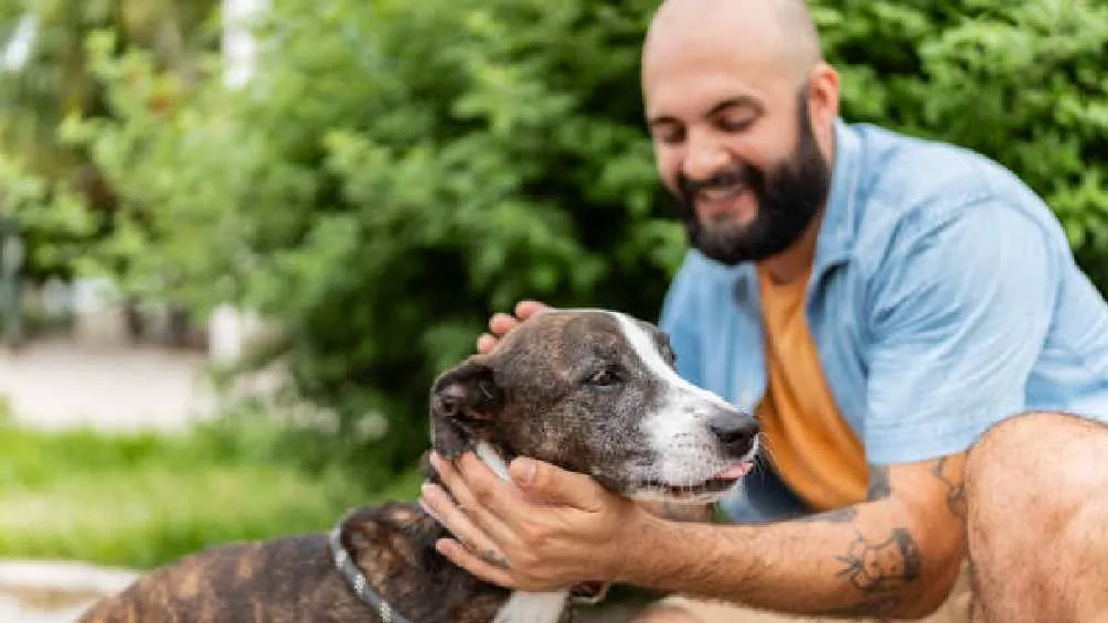 Tener un perro como mascota implica una responsabilidad también con la sociedad/Pixabay