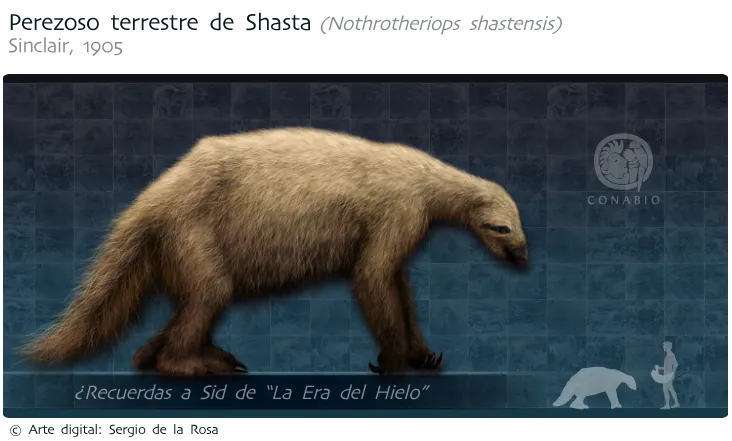 Oso perezoso de la especie Shastensis / Biodiversidad Mexicana