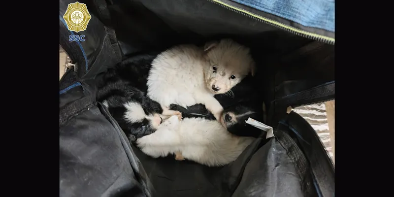 Cuatro cachorros fueron encontrados dentro de una mochila en metro de la CDMX / SSC