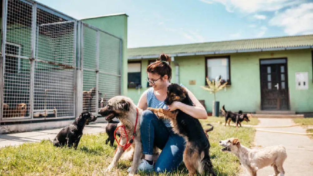 El pasado fin de semana, se registró el hallazgo de al menos una decena de perros y gatos muertos en un par de fraccionamientos/iStock