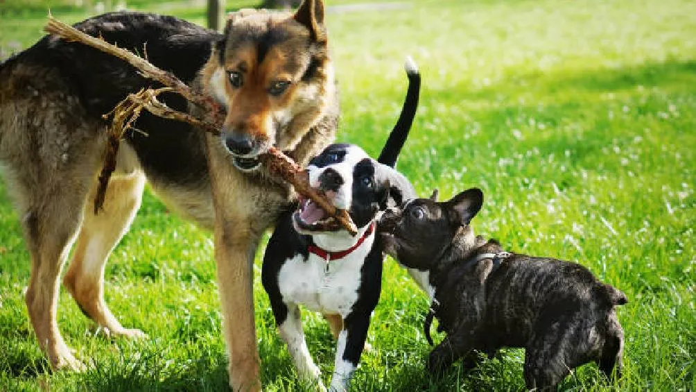 Este hecho conmocionó a los vecinos del lugar, quienes exigieron justicia para los animalitos/iStock