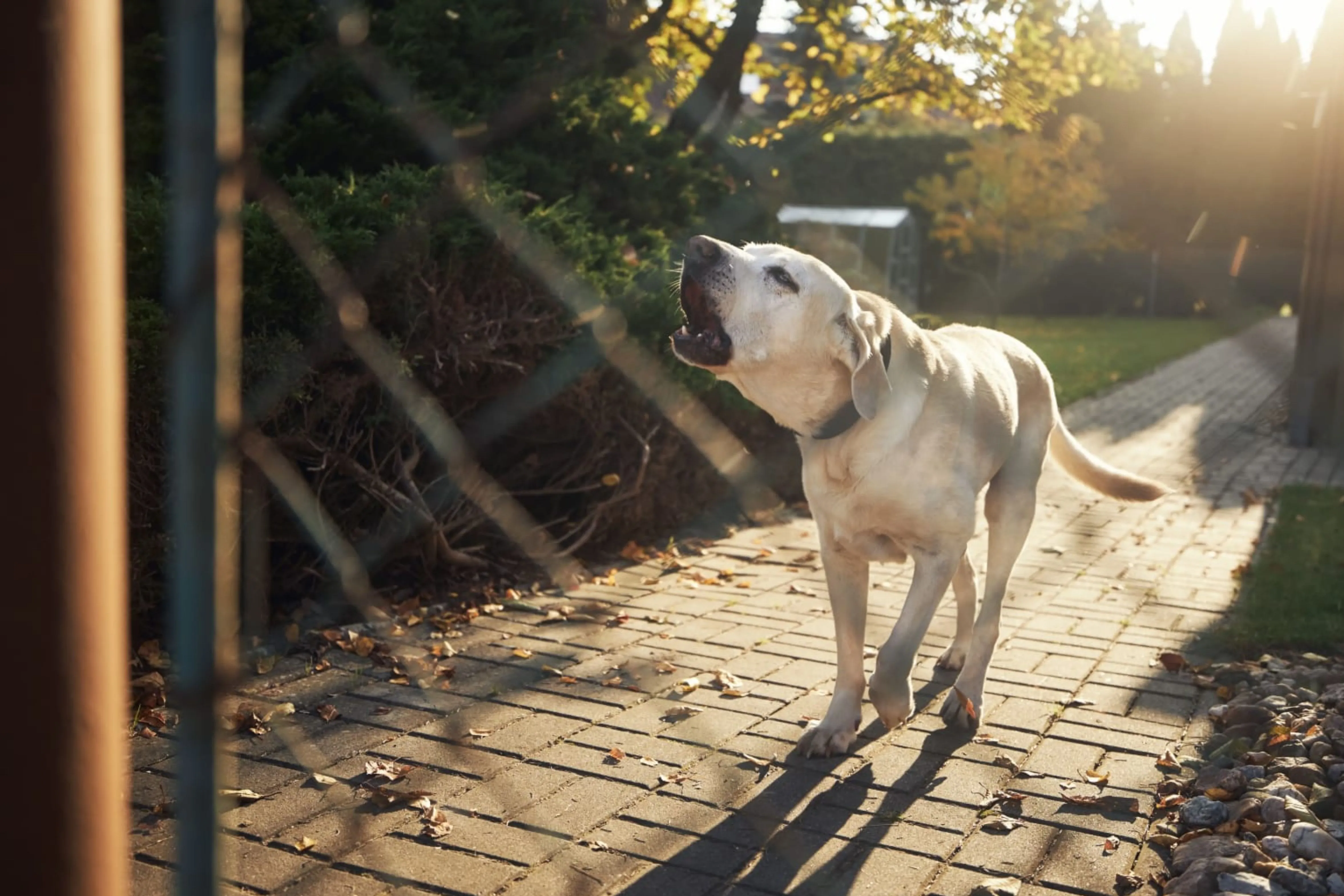 Perrito ladrando, ¿Recibirás multa por eso? / Redes Sociales