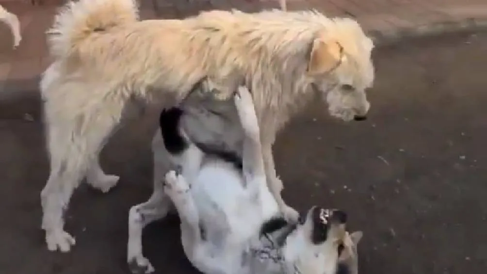 En redes sociales se ha hecho viral un perro llamado “King Charles”, un singular can que ha conquistado a miles de internautas por su sorprendente capacidad de liderazgo/Redes Sociales