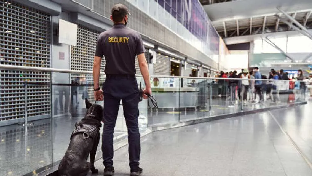 Los perros antidrogas son indispensables en los aeropuertos/Pixabay