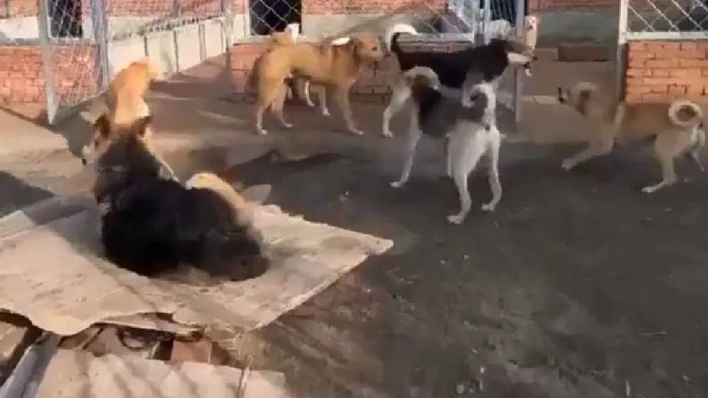 El caso de King Charles ha generado reflexiones sobre la inteligencia emocional de los animales/Redes Sociales