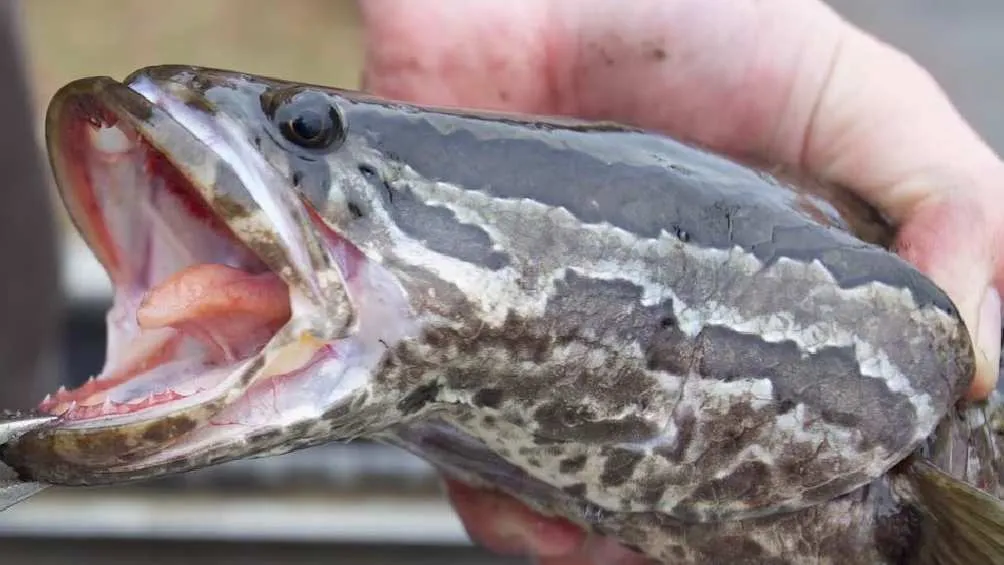 Este pez se considera una amenaza para la pesca local y comercial/X