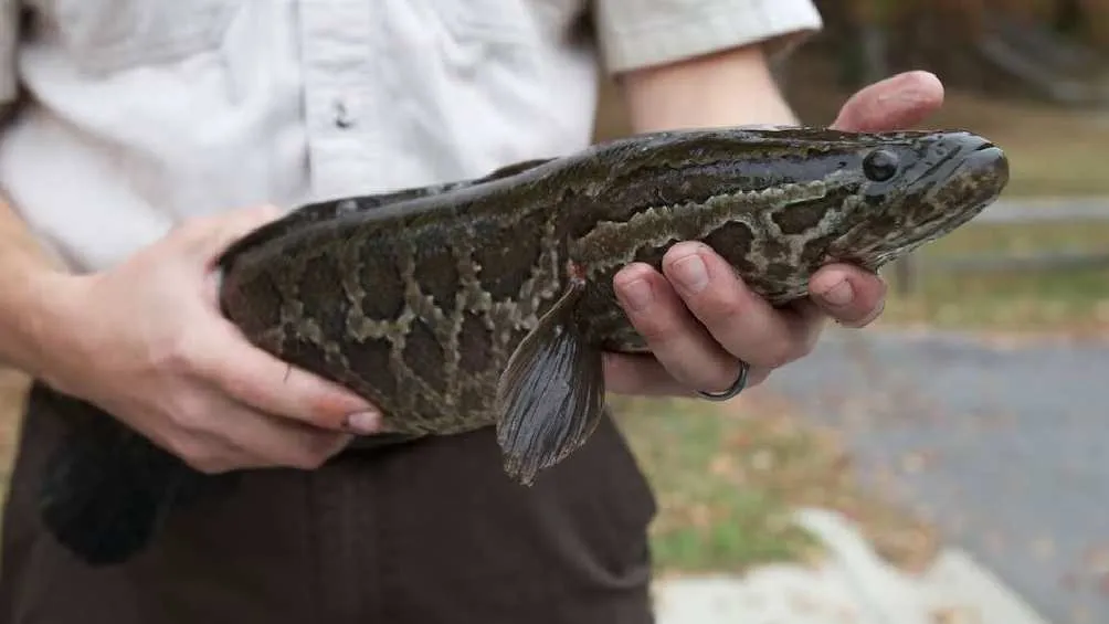 Autoridades de Estados Unidos piden eliminar este pez en caso de encontrarlo/X